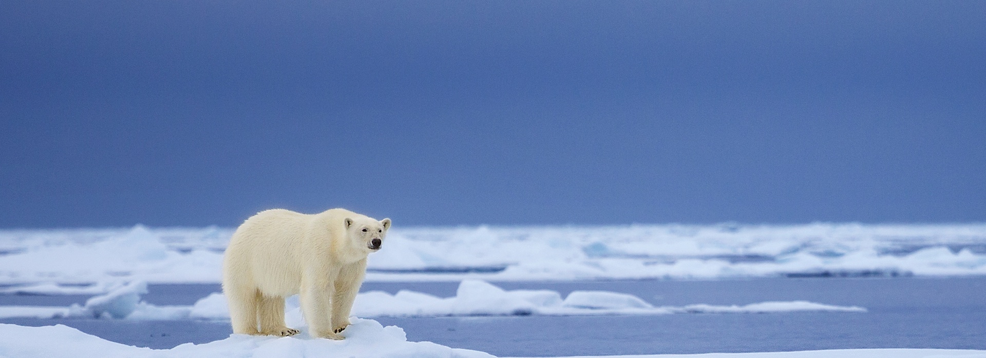 The Great Chimu Sale banner